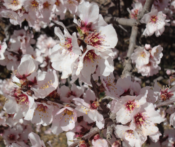 Morocco Almond Blossom